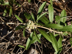 Croton argyranthemus