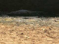 Crocodylus johnstoni