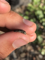 Chrysobothris femorata