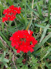 Glandularia peruviana