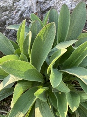 Digitalis thapsi