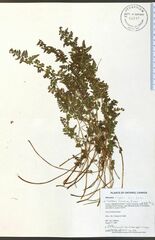 Cystopteris laurentiana