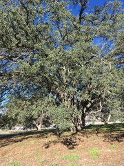 Quercus engelmannii