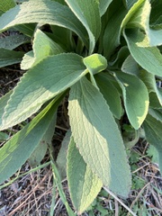 Digitalis thapsi