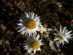 Hyalosperma