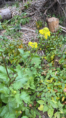 Rhamphospermum arvense