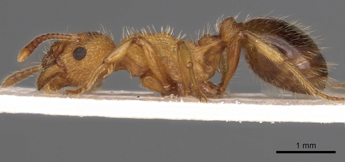 Myrmica bibikoffiMyrmica bibikoffi