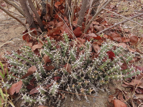 Euphorbia tortistyla image