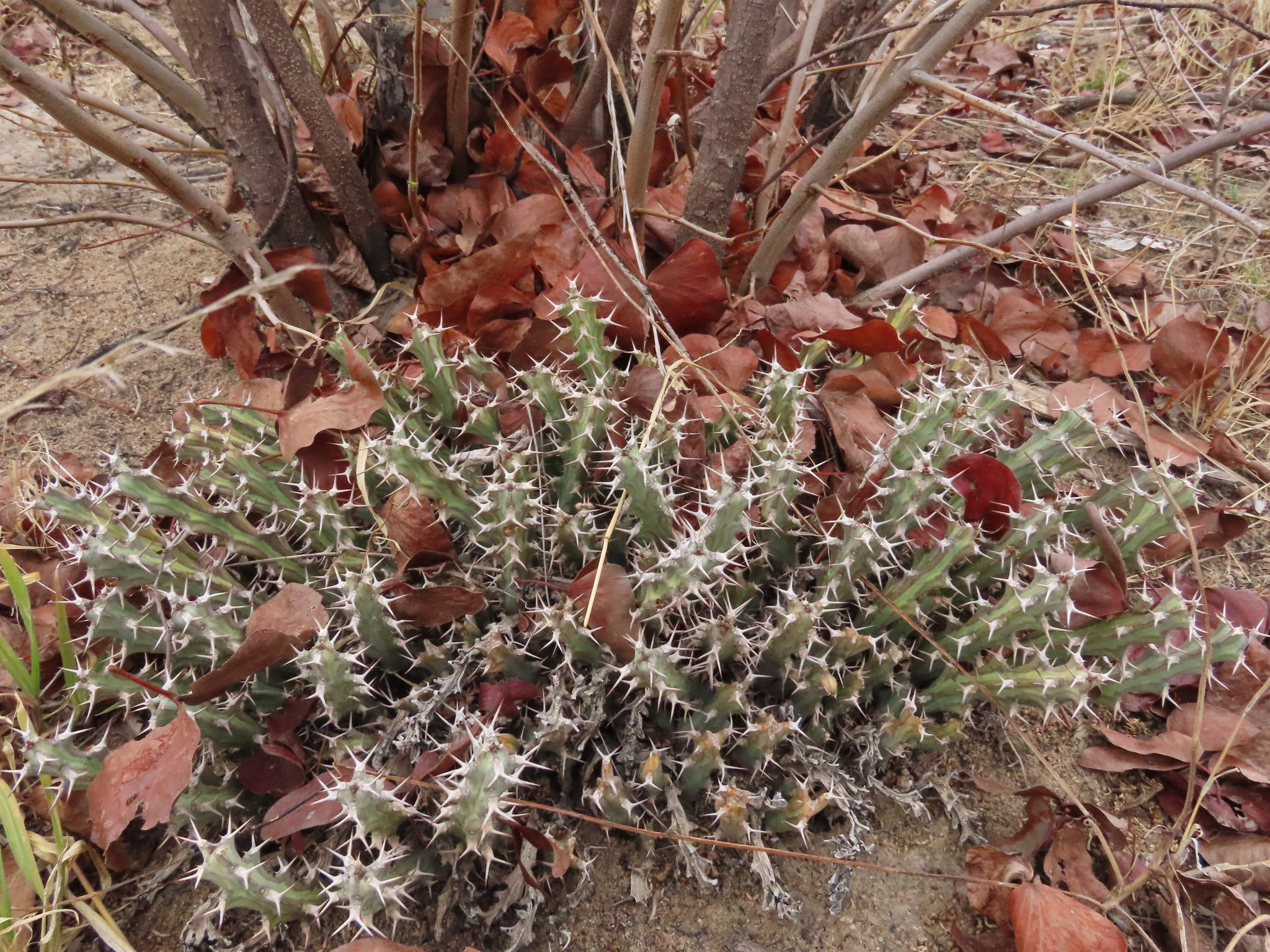 Euphorbia tortistyla