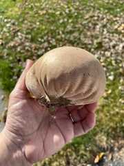 Calvatia rubroflava
