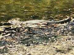 Crocodylus johnstoni