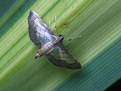 Cnaphalocrocis trebiusalis
