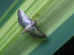 Cnaphalocrocis trebiusalis