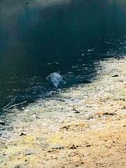 Crocodylus johnstoni