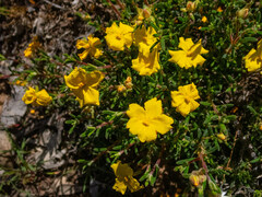 Hibbertia