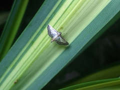 Cnaphalocrocis trebiusalis