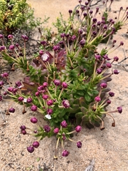 Zaluzianskya maritima