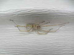 Cheiracanthium mildei