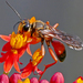 Great Golden Digger Wasp - Photo (c) krancmm, some rights reserved (CC BY-NC), uploaded by krancmm