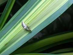 Cnaphalocrocis trebiusalis