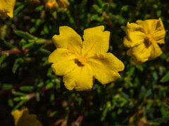 Hibbertia