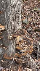 Ischnoderma resinosum