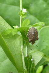 Dyroderes umbraculatus