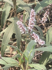 Persicaria lapathifolia