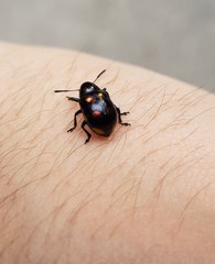 Platycorynus pyrospilotus