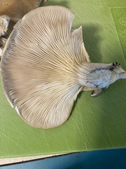 Pleurotus ostreatus