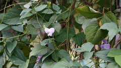 Psophocarpus tetragonolobus