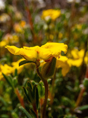 Hibbertia