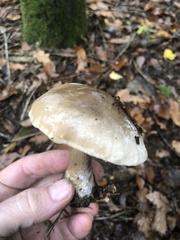 Clitocybe nebularis
