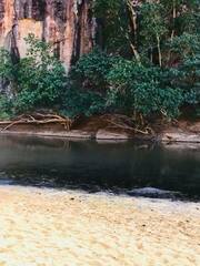 Crocodylus johnstoni