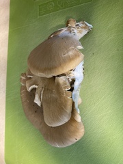 Pleurotus ostreatus