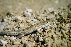Acanthodactylus boskianus