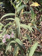 Persicaria lapathifolia