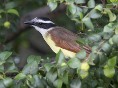 Pitangus sulphuratus