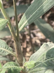 Persicaria lapathifolia