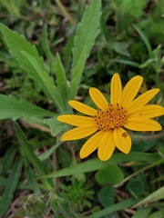 Aspilia montevidensis