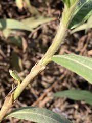 Persicaria lapathifolia
