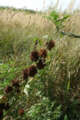 Glycyrrhiza echinata
