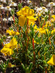 Hibbertia