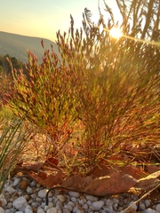 Hypericum gentianoides