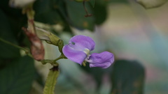 Psophocarpus tetragonolobus