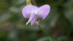 Psophocarpus tetragonolobus