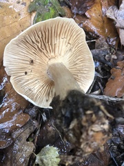 Clitocybe nebularis