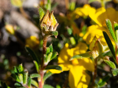 Hibbertia