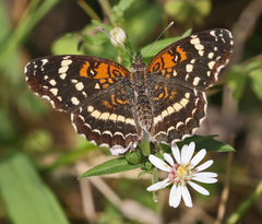 Anthanassa texana seminole