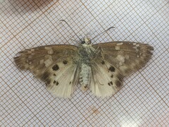Eagris denuba